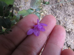 Justicia hintoniorum