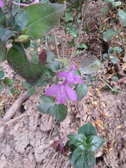 Justicia hintoniorum