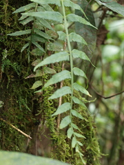 Asplenium alatum