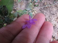 Justicia hintoniorum