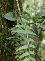 Asplenium alatum
