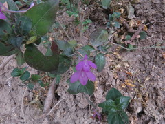 Justicia hintoniorum