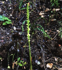 Platanthera michaelii