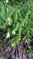 Uvularia