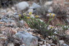 Chrysactinia mexicana