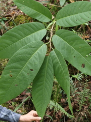Passiflora arborea