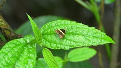Choreutis basalis