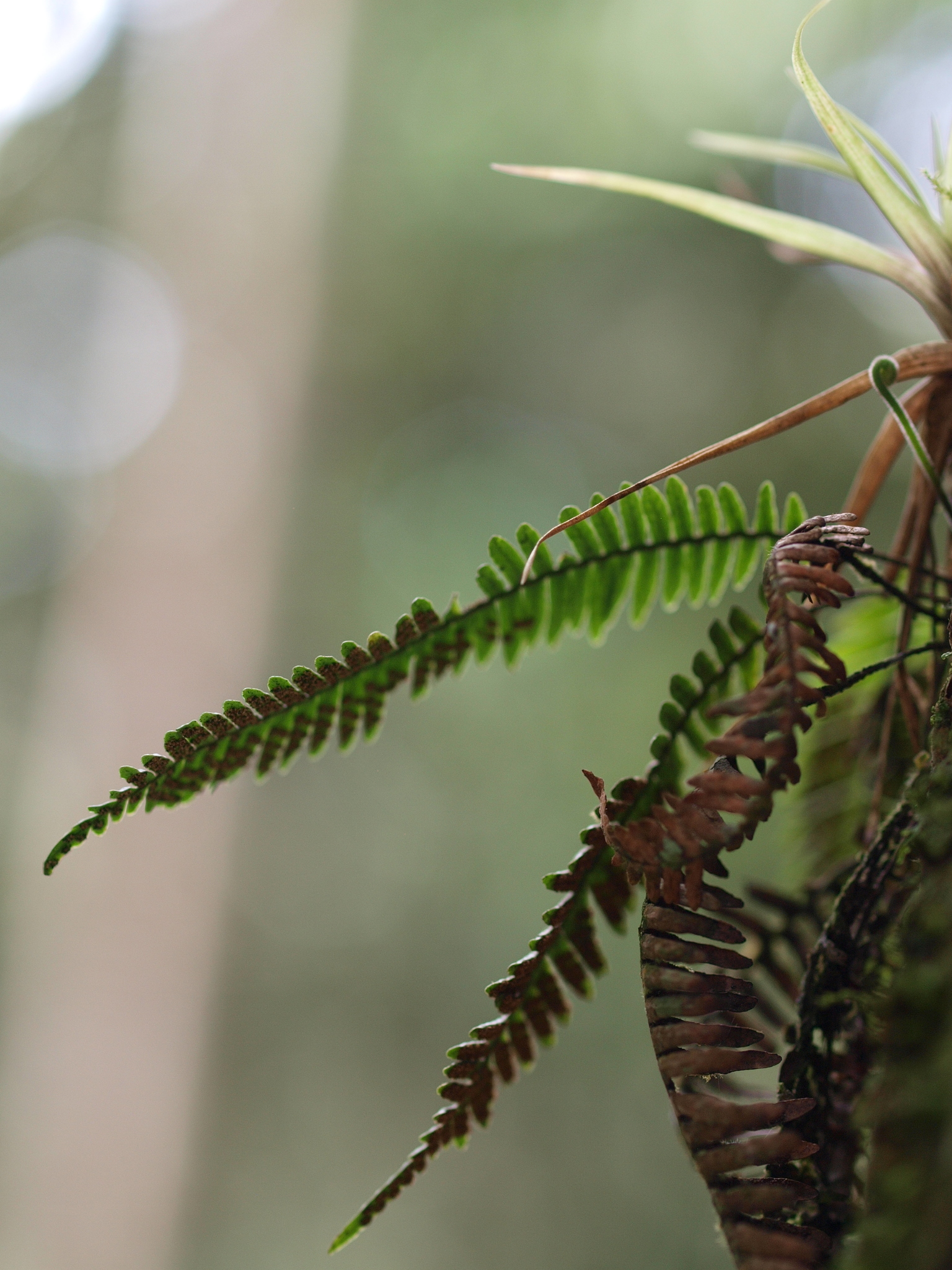 Lellingeria apiculata
