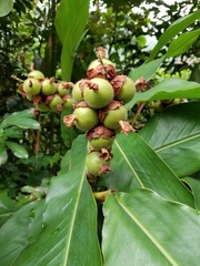 Alpinia hainanensis