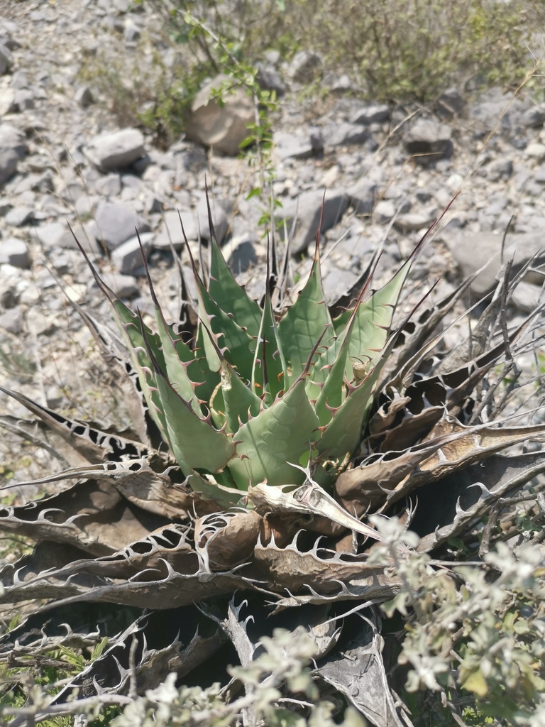 Agave parrasana, García, Nuevo León, Mexico