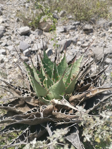 Cabbage Head Agave (Agave parrasana)