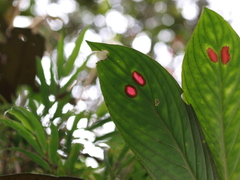 Columnea dimidiata
