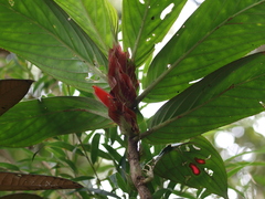 Columnea dimidiata