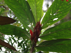 Columnea dimidiata
