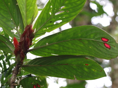 Columnea dimidiata