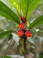 Columnea dimidiata