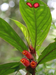 Columnea dimidiata