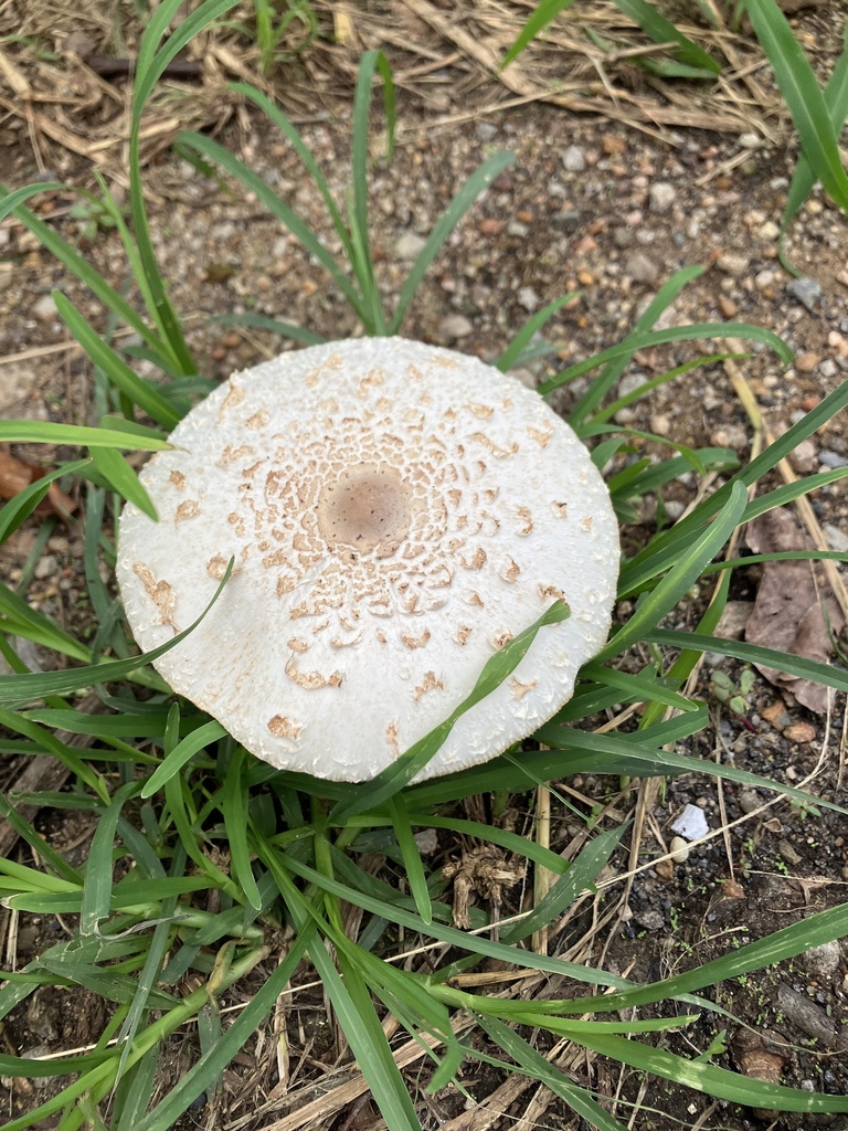 Chlorophyllum molybdites · April 2024 · photo: © schrodiskitten (iNaturalist, cc-by)