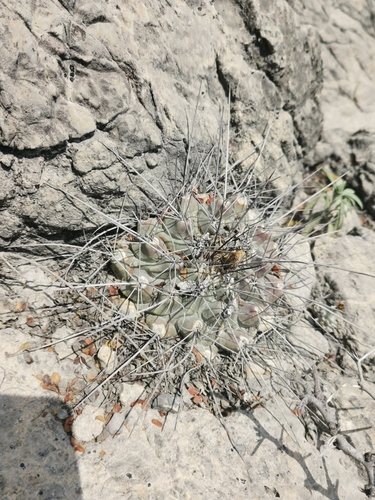 Thelocactus rinconensis