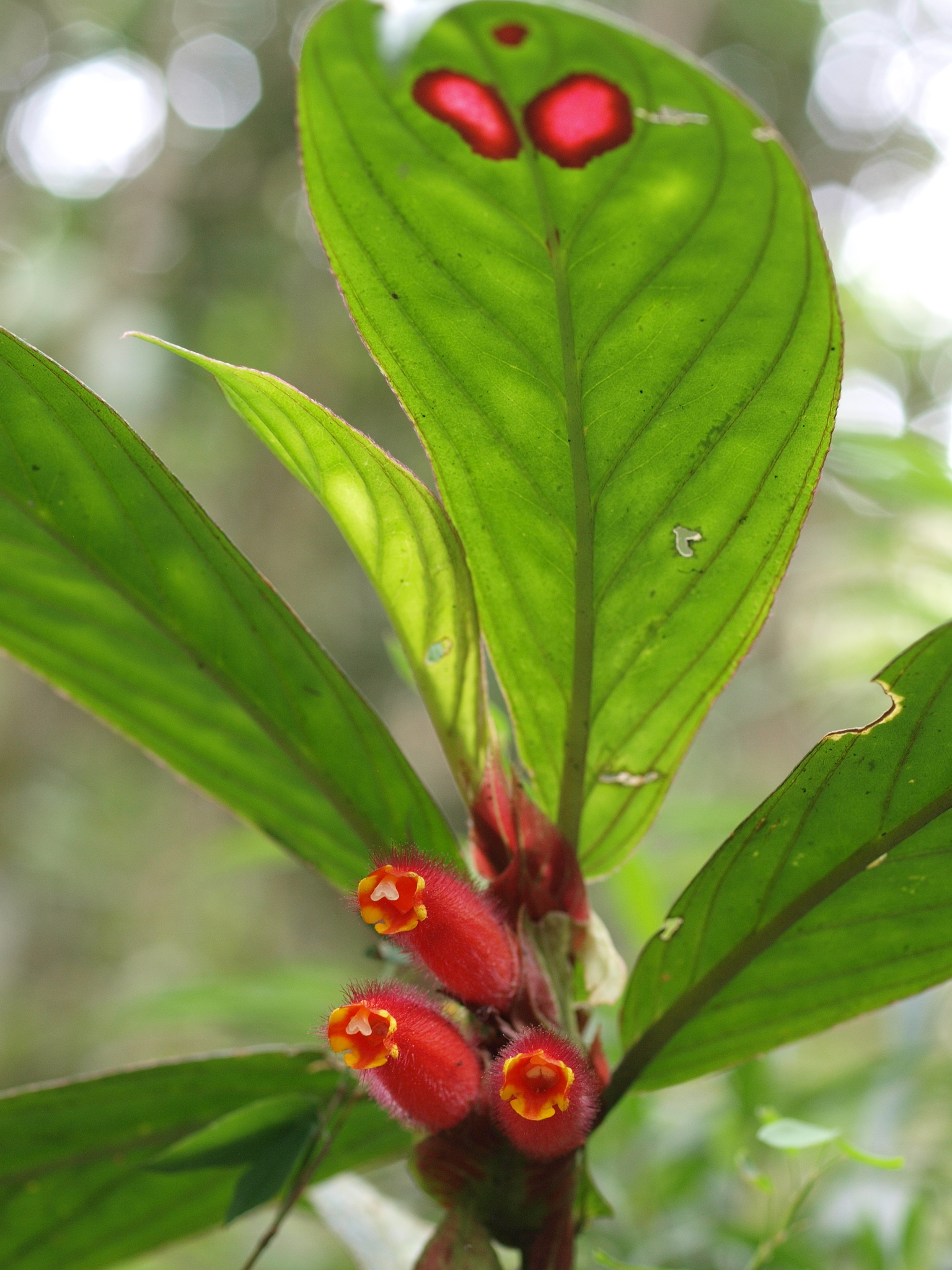 Columnea dimidiata