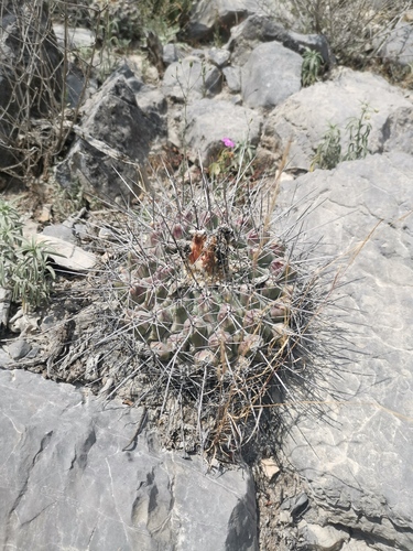 Thelocactus rinconensis