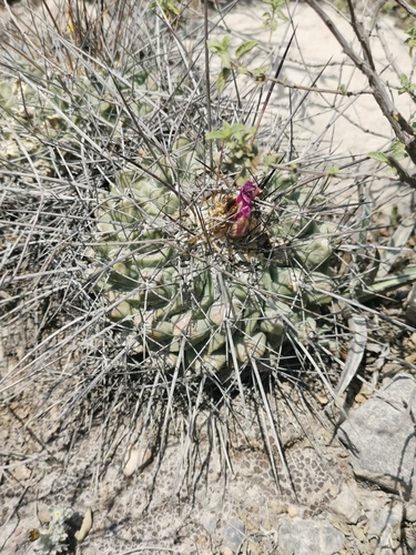 Thelocactus rinconensis