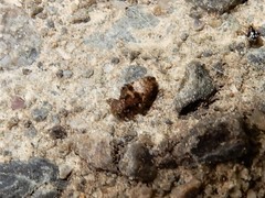 Lepidopsocidae
