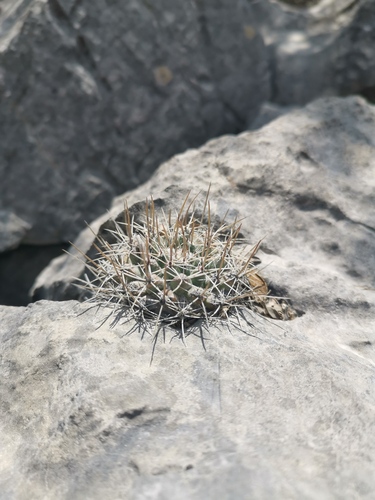 Mammillaria melanocentra