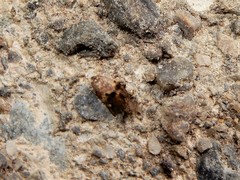 Lepidopsocidae