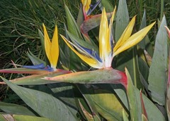 Strelitzia reginae reginae