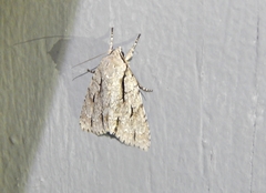 Acronicta lobeliae