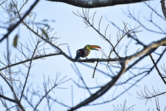 Ramphastos sulfuratus image