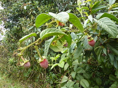 Rubus nubigenus