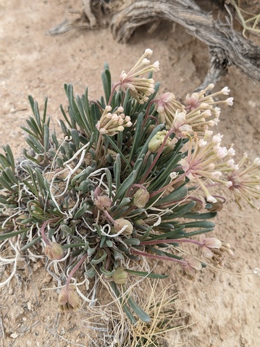 Galisteo sand verbena (Abronia bigelovii)