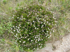 Arcytophyllum