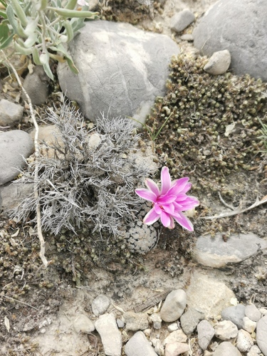 Turbinicarpus valdezianus