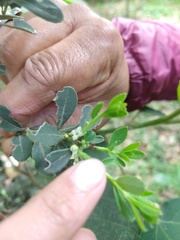 Ilex kunthiana