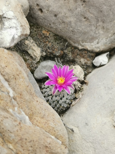 Turbinicarpus valdezianus