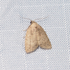 Anachrostis