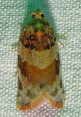 Argyrotaenia kimballi