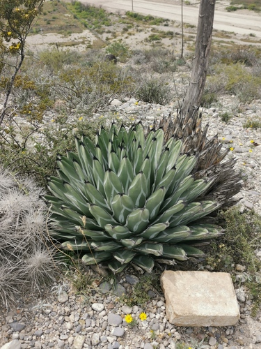 Agave nickelsiae