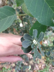 Ilex kunthiana