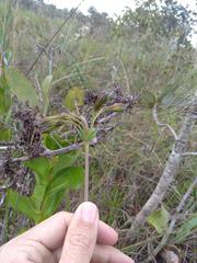 Alstroemeria gardneri