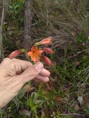 Alstroemeria gardneri