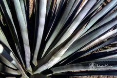 Agave tequilana