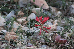 Astragalus sanguineus