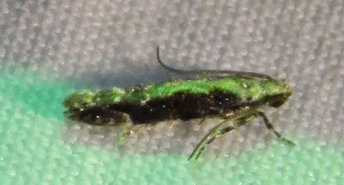 Coleotechnites Flower Moth photo 5