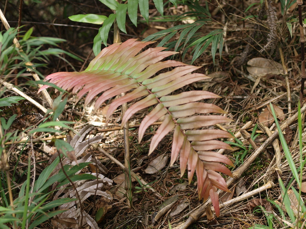 Greater Hard-fern