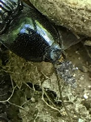 Melanactes