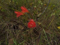 Alstroemeria gardneri